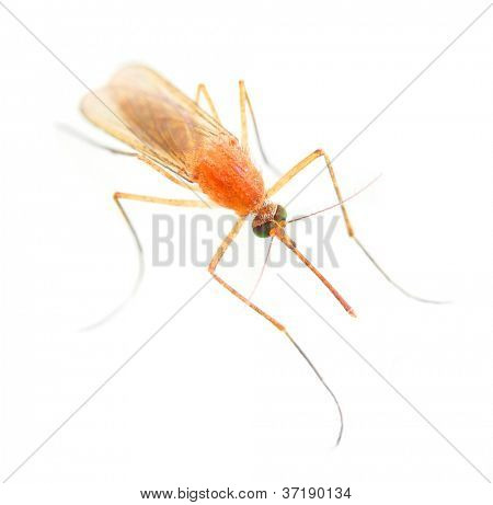 Anopheles-Mücke - gefährliche Fahrzeug der Infektion.