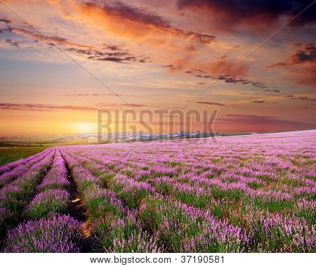 Wiese von Lavendel. Natur-Komposition.