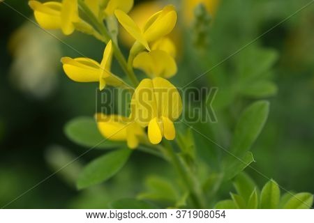 Easter Broom Flowers - Latin Name - Genista X Spachiana