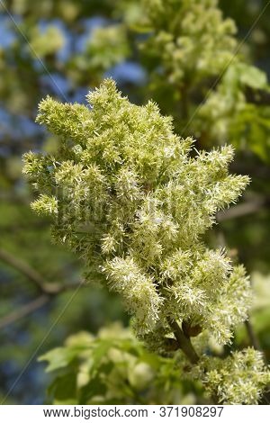 Flowering Ash - Latin Name - Fraxinus Ornus