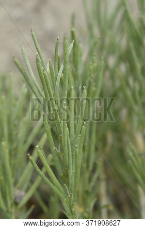 Alpine Wallflower Seed Pods - Latin Name - Erysimum Cheiri