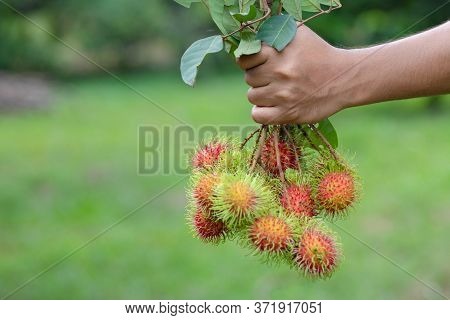 Rambutan In Hand / Man Holding Fresh Rambutans Fruit Harvest From The Tropical Fruit Garden Nature B