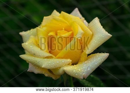 Yellow Rose With Dew Drops, Grade Cyrano De Bergerac.