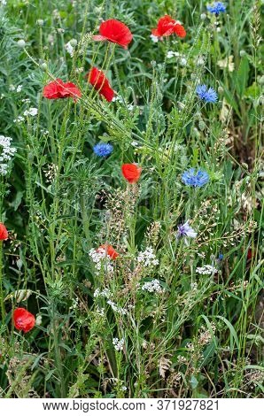 A Colorful Uncultivated Meadow In June With Red Poppies, Blue Cornflowers And White Chervil