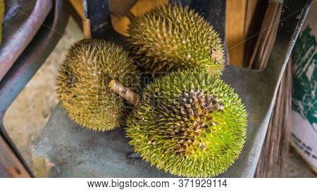 Close Up Detail View Of Three Ripe Durian Fruit After Fall From Tree. King Of Fruits In Southeast As