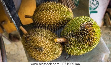 Close Up Detail View Of Three Ripe Durian Fruit After Fall From Tree. King Of Fruits In Southeast As