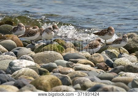 Sandpipers Resting At The Shore. Sandpipers Blending In With The Rocks At The Seashore In Point Robe