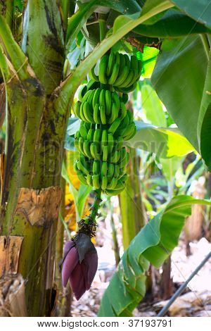 สวนกล้วย canarian Platano ในหมู่เกาะคะเนรีปัลลา