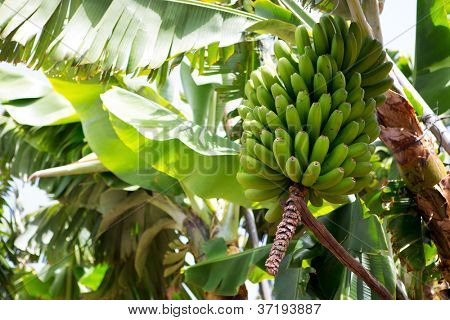 สวนกล้วย canarian Platano ในหมู่เกาะคะเนรีปัลลา