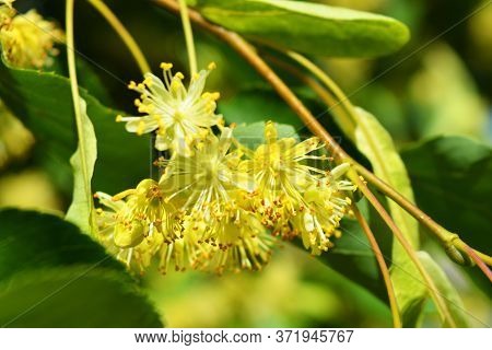 Bright Golden Yellow Blooming And Smelling Flowers And Linden Blossoms On Tree Branches In Summer. C