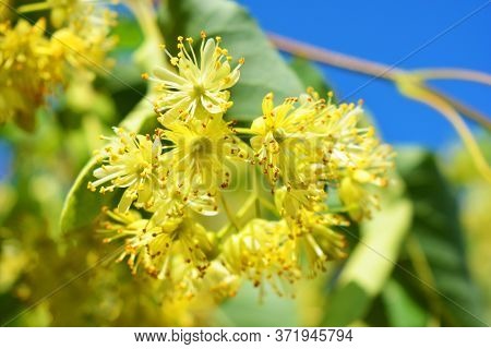 Bright Golden Yellow Blooming And Smelling Flowers And Linden Blossoms On Tree Branches In Summer. C