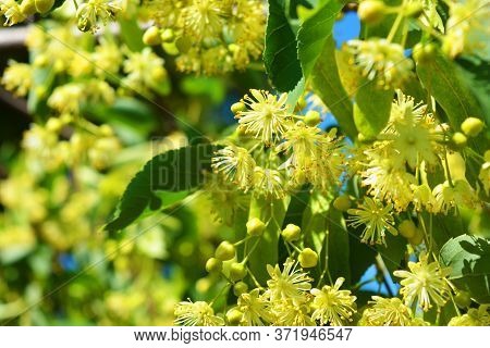 Bright Golden Yellow Blooming And Smelling Flowers And Linden Blossoms On Tree Branches In Summer. C