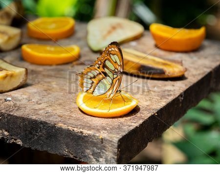 Malachite Butterfly (siproeta Stelenes) Eating On An Orange Slice With Blurred Bacground