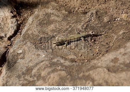 Small Brown Lizard On A Rock, Ocher, Dry, Unique, Calm