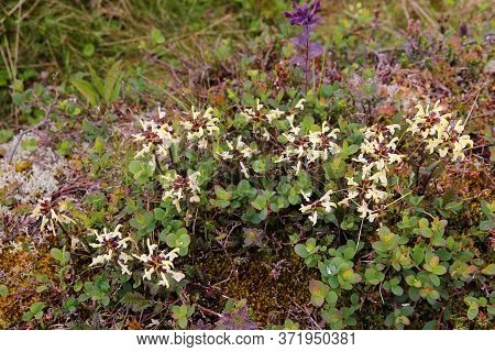 Alpine Flowers Of Norway. Flora Of Saltfjellet-svartisen National Park. Pedicularis Lapponica (lappl