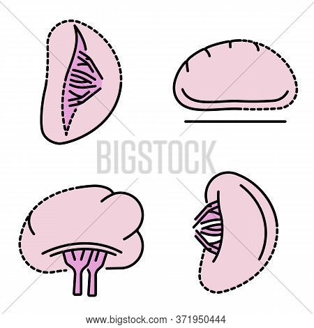 Spleen Icon Set. Outline Set Of Spleen Vector Icons Thin Line Color Flat Isolated On White