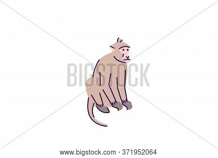 Monkey Sitting Semi Flat Rgb Color Vector Illustration. Indonesian Wildlife Mammal. Grey Chimpanzee.