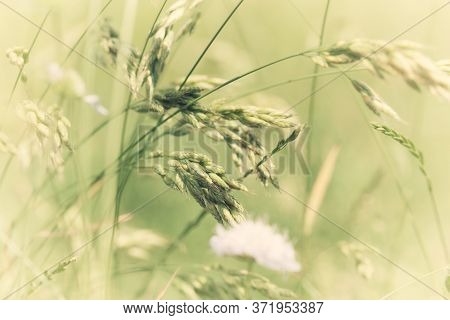 Nature Background With Wildgrass Under Sunlight. Selective Focus. Plant Background.