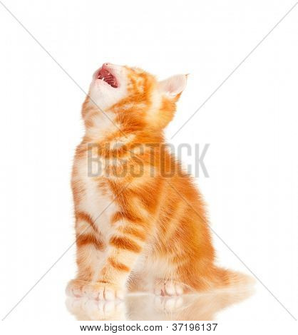 Hübsch kleine rote Katze isoliert auf weißem Hintergrund