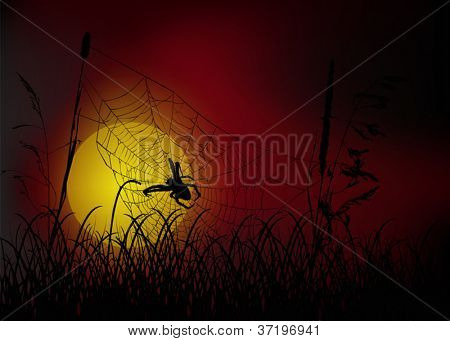 illustrazione con ragnatela in erba al tramonto