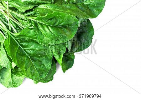 Fresh Organic Swiss Silverbeet Chard Or Spinach Leaves With Drops Of Water On White Background. Heal