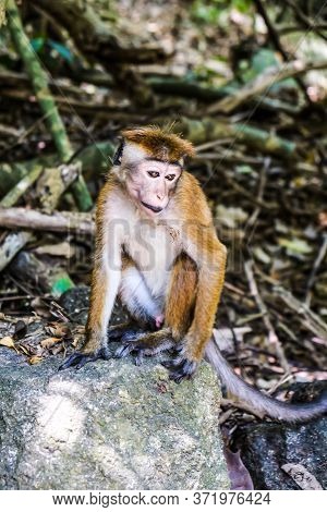 Sad Lonely Toque Macaque Sitting Alone On A Stone In The Trees Near Jungle Beach In Sri Lanka. Monke