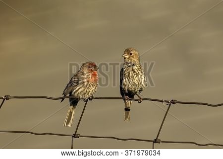 Bird. The House Finch In The Garden.