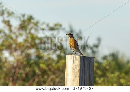 The American Robin Sitting On A Pole.