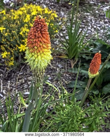 Kniphofia Hirsuta Also Called Tritoma, Red Hot Poker, Torch Lily, Knofflers, Traffic Lights Or Poker