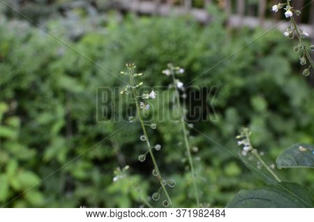 Circaea Lutetiana - Wild Plant. Plant Blooming In Summer.