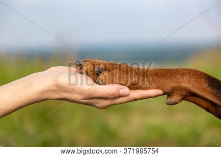 Doberman Dobermann Dog Paw In The Palm Of A Human Hand Close-up On A Blurred Field Background. Horiz