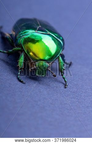 Macrophotography of beetle bronze, ?etonia aurata