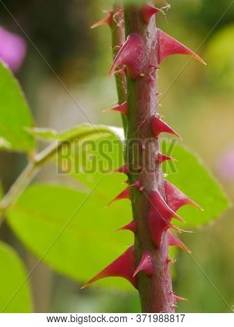 Closeup Of Large Pink Thorns Of Rose Gertrude Jekyll