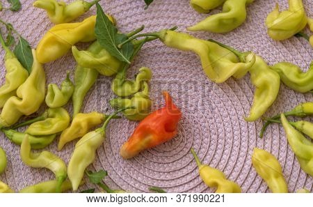 Pepper Fruits. Sweet Pungent And Very Aromatic, They Are Used In Salads, Cooked And Stuffed. It Is M