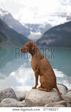 Cane di razza pura Visualizza