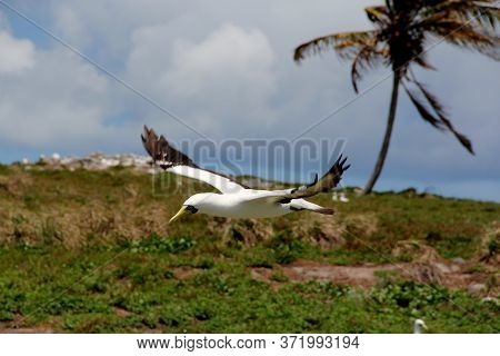 Caravelas, Bahia / Brazil - October 22, 2012: Birds Are Seen On Island In The Abrolhos Marine Park, 