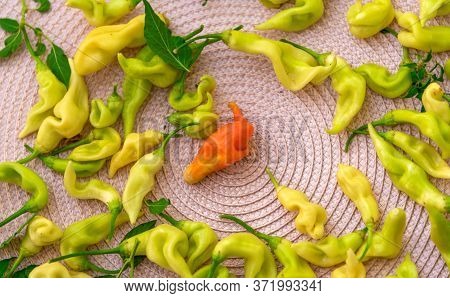 Capsicum Baccatum Pepper Fruits Used In Seasoning And Sauce Preparation-2