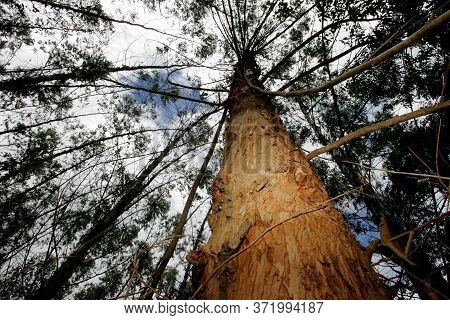 Eunapolis, Bahia / Brazil - November 26, 2010: Eucalyptus Plantation On A Veracel Celulose Farm In T