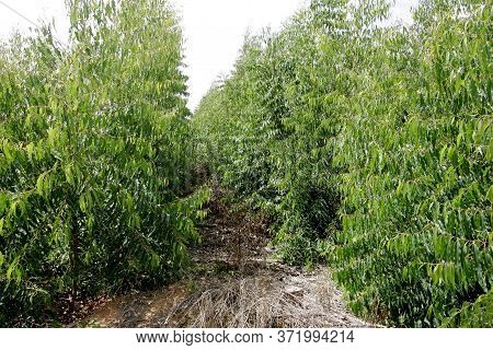 Eunapolis, Bahia / Brazil - November 26, 2010: Eucalyptus Plantation On A Veracel Celulose Farm In T