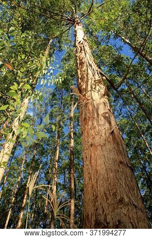 Eunapolis, Bahia / Brazil - November 26, 2010: Eucalyptus Plantation On A Veracel Celulose Farm In T