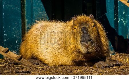 Closeup Portrait Of A Capybara, Worlds Largest Rodent Specie, Tropical Cavy From South America
