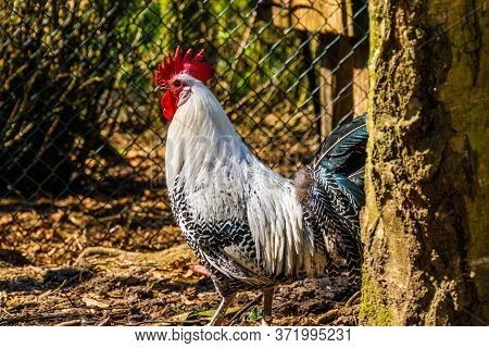 Black And White Braekel Chicken In Closeup, Popular Breed From Belgium