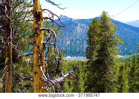 Lodgepole Pine Trees Overlooking A Meadow Taken At An Alpine Forest Taken In The Rural Sierra Nevada