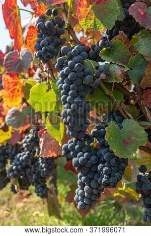 Close Up Of Berries And Leaves Of Grape-vine. Single Bunch Of Ripe Red Wine Grapes Hanging On A Vine