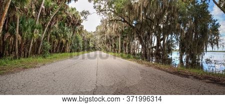 Spanish  Moss Hangs From Trees That Line The Road