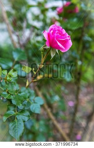 A Sigle Pink Rose In A Backyard Garden.