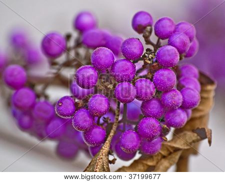 Macro Of Purple Beautyberries Callicarpa Plant