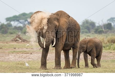 One Adult Female Elephant Dust Bathing With Her Small Baby Elephant Standing Behind Both Covered Wit