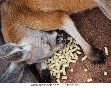 Kangaroo Sleeping On Her Paw On Top Of Wood Chips