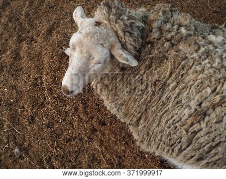 A Cut Sheep Sleeping On The Ground, Zoo